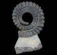 Devonian Ammonite (Anetoceras) - Morocco #64455-1